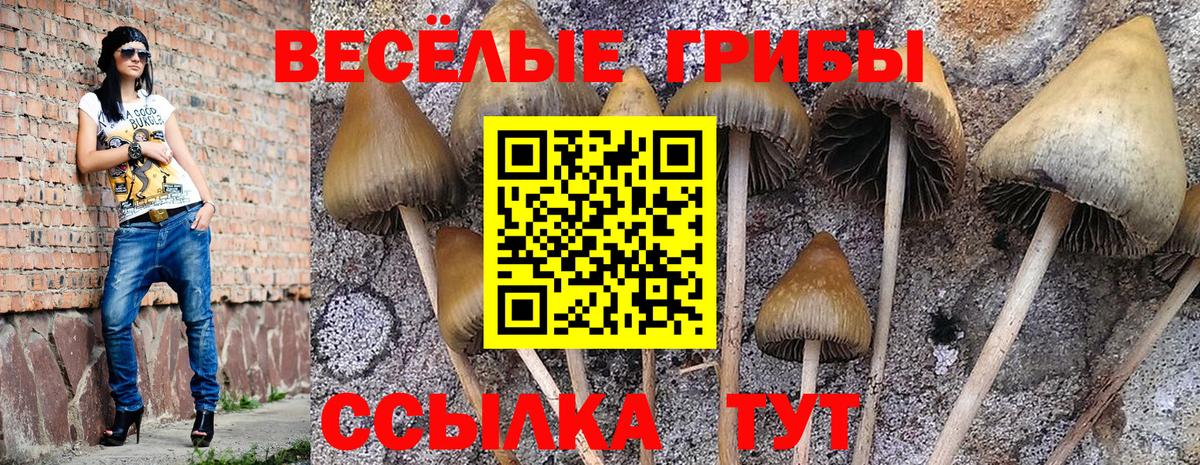 Псилоцибиновые грибы мицелий Гай